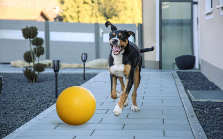 KERBL Hundespielball
